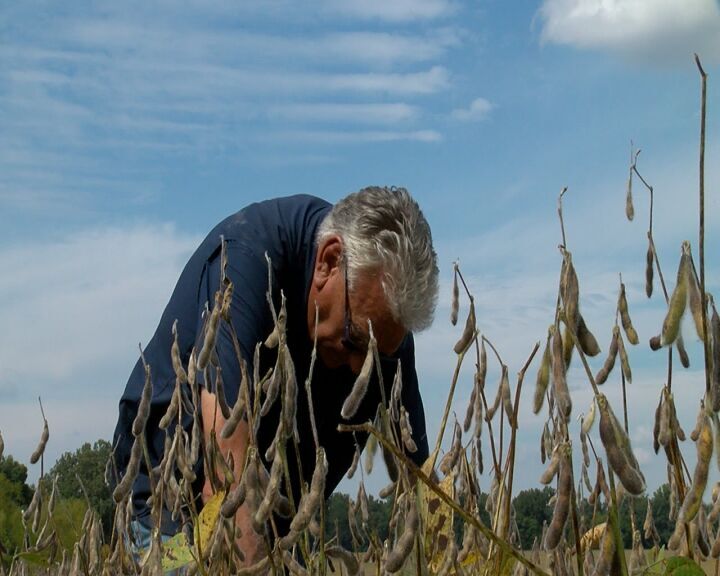 harvest season farm